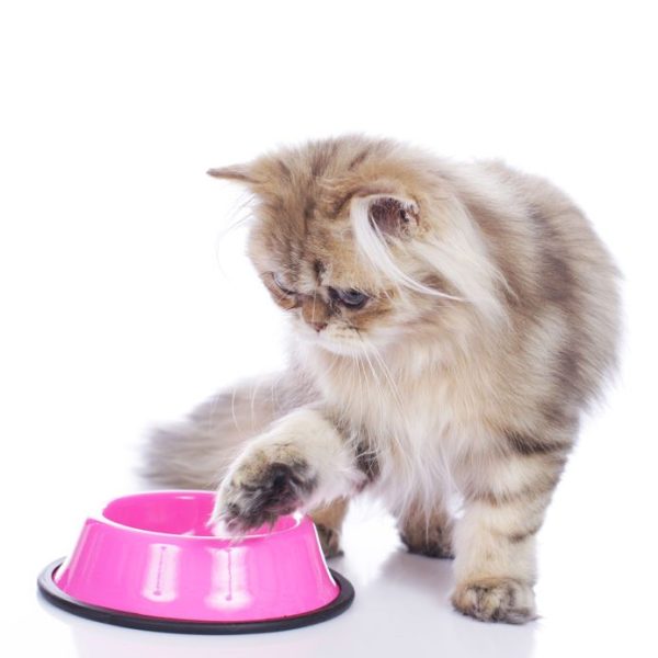 CatNips Salmon