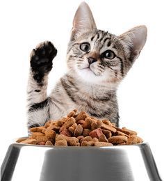 KittenCare+