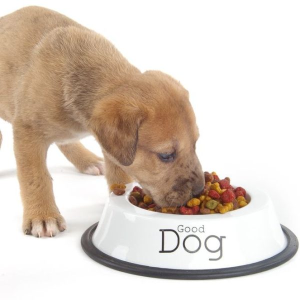 ActiveDog Mix