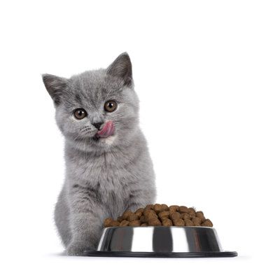 Hairball Paste